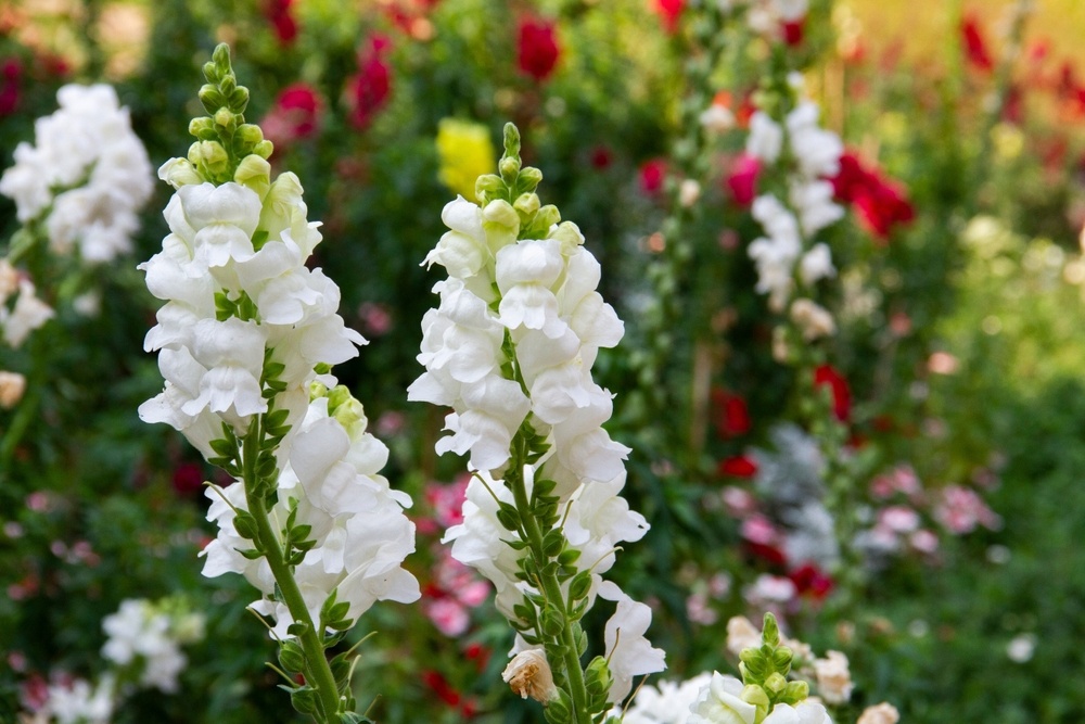 Antirrhinums