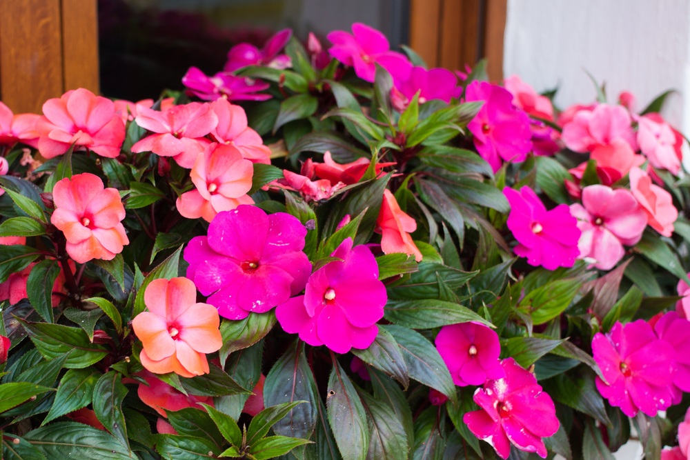 Impatiens de Nouvelle-Guinée