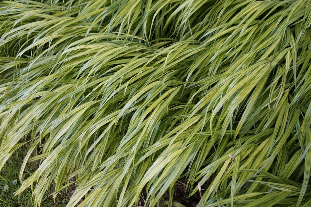 Herbe des forêts japonaises