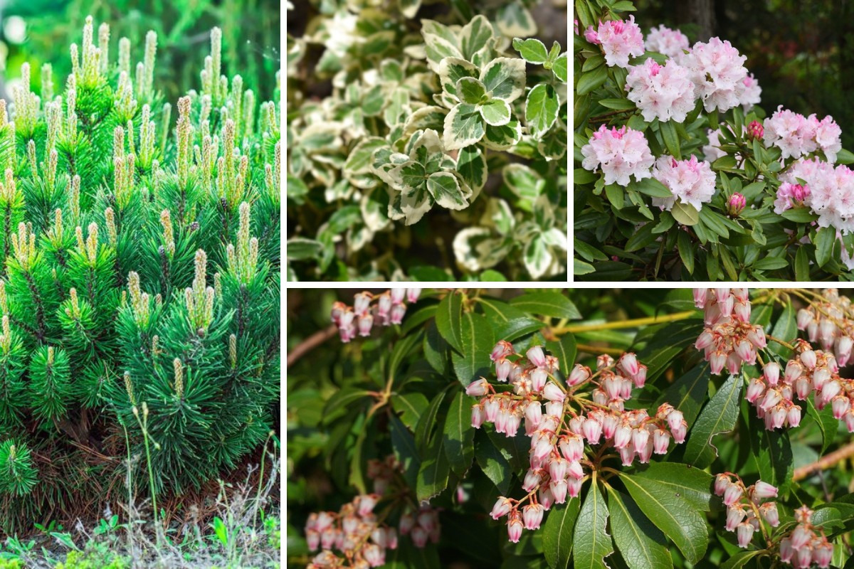 20 Arbustes Persistants pour un Jardin Luxuriant Tout au Long de l’Année