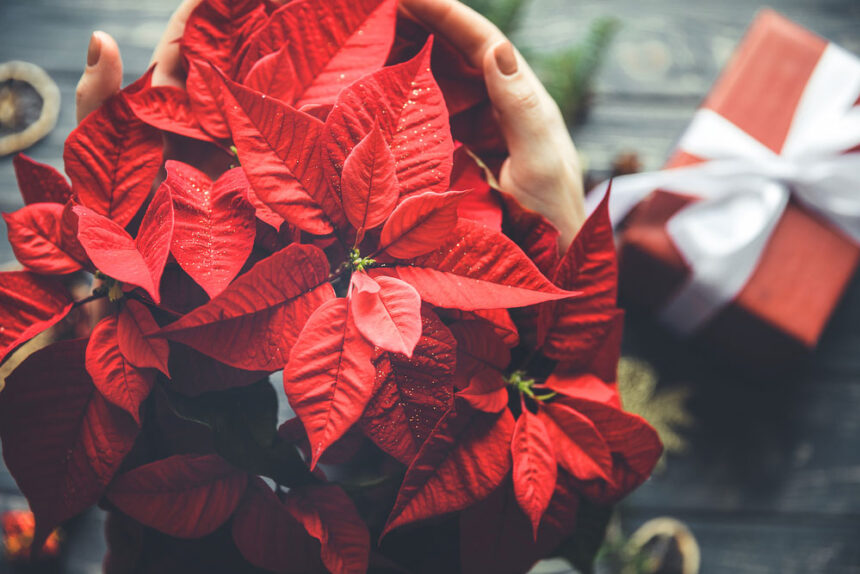 5 Astuces Infaillibles pour Faire Fleurir Votre Poinsettia