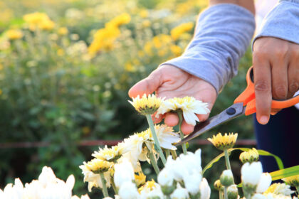 Conseils pour rabattre les chrysanthèmes et obtenir des fleurs d’automne éblouissantes