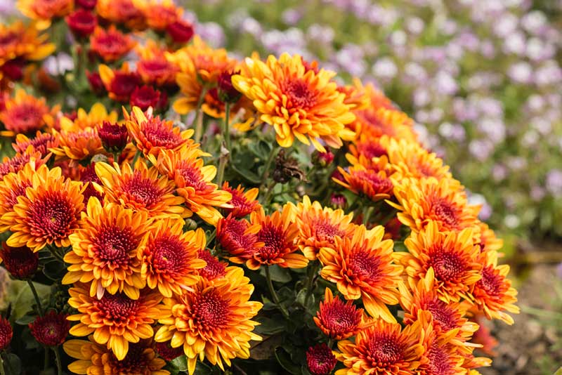 Est-ce le meilleur moment pour planter des chrysanthèmes ?