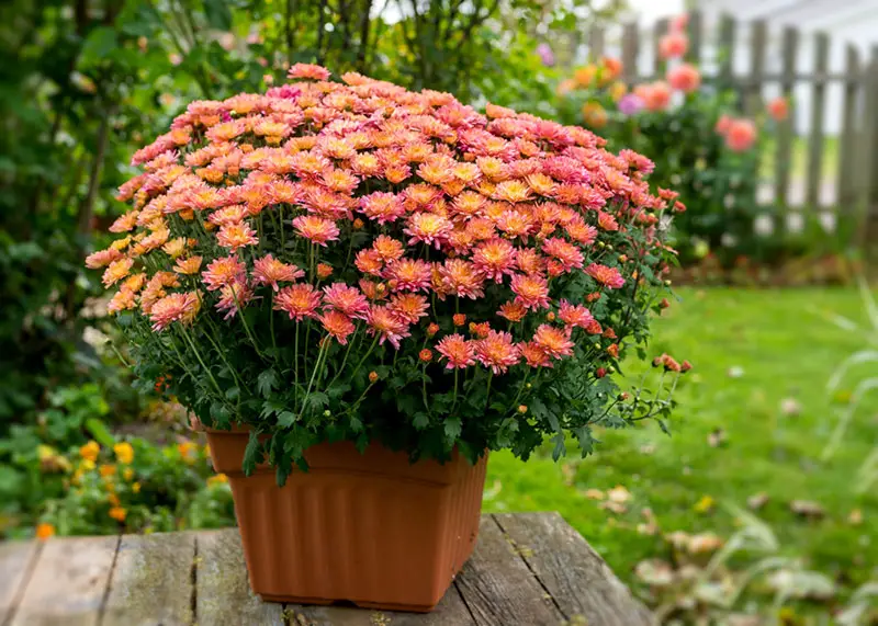 Chrysanthème en pot