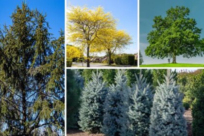 Les 10 meilleurs arbres à cultiver dans l’Ohio