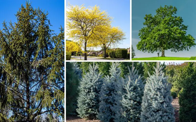 Les 10 meilleurs arbres à cultiver dans l’Ohio