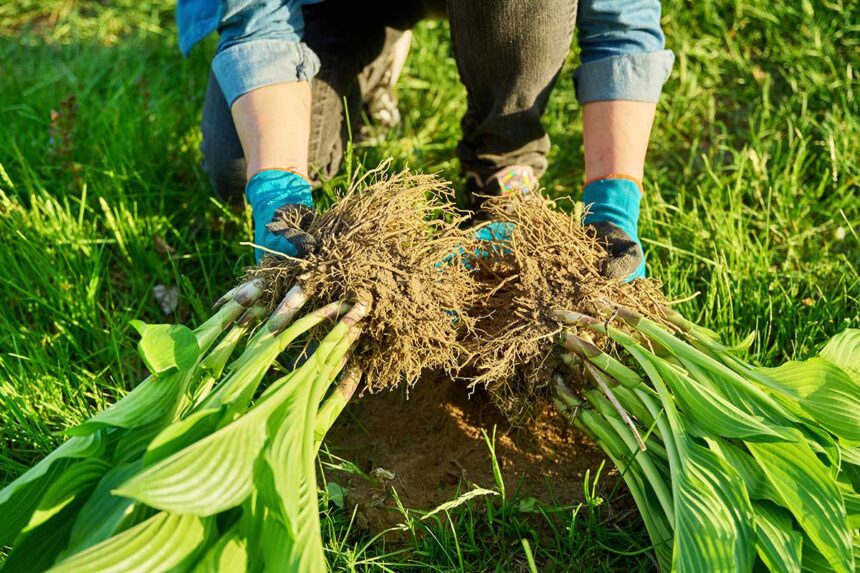 Meilleur moment pour diviser les hostas ? (Conseils d’experts)